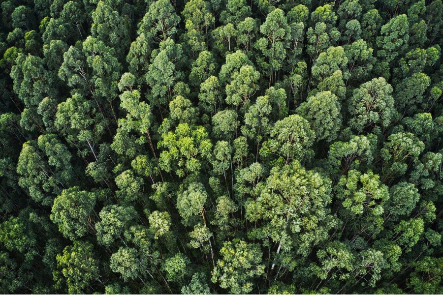 trees in a forest promoting the importance of sustainability in packaging