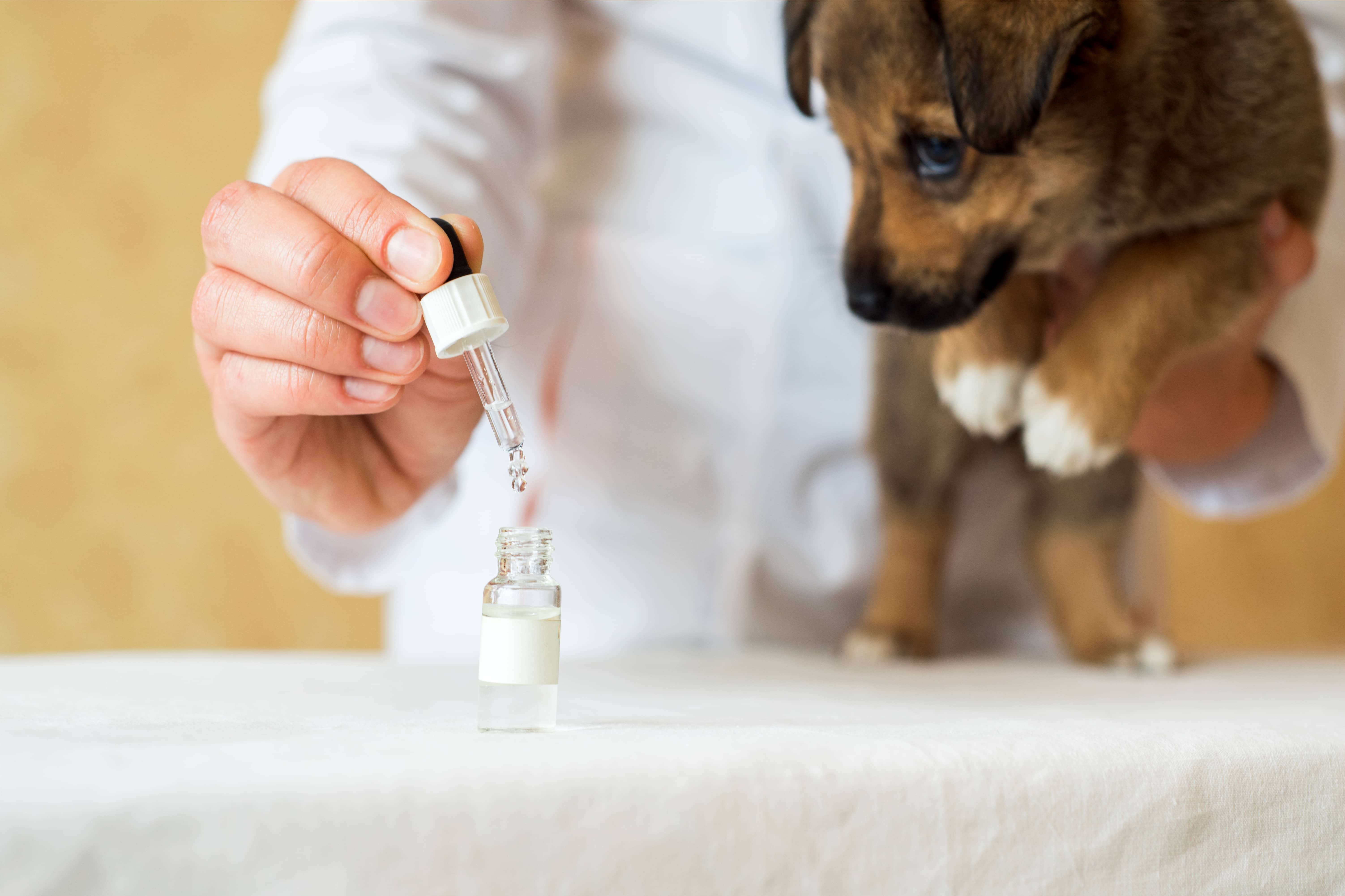 vet using a dropper in vial of medicine