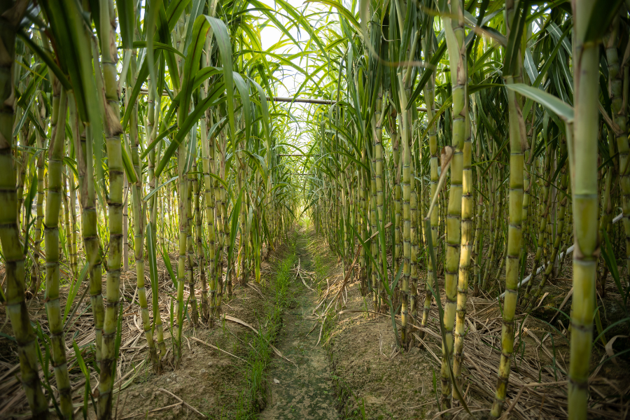 field of sugar cane used to make bioplastic packaging out of a renewable material