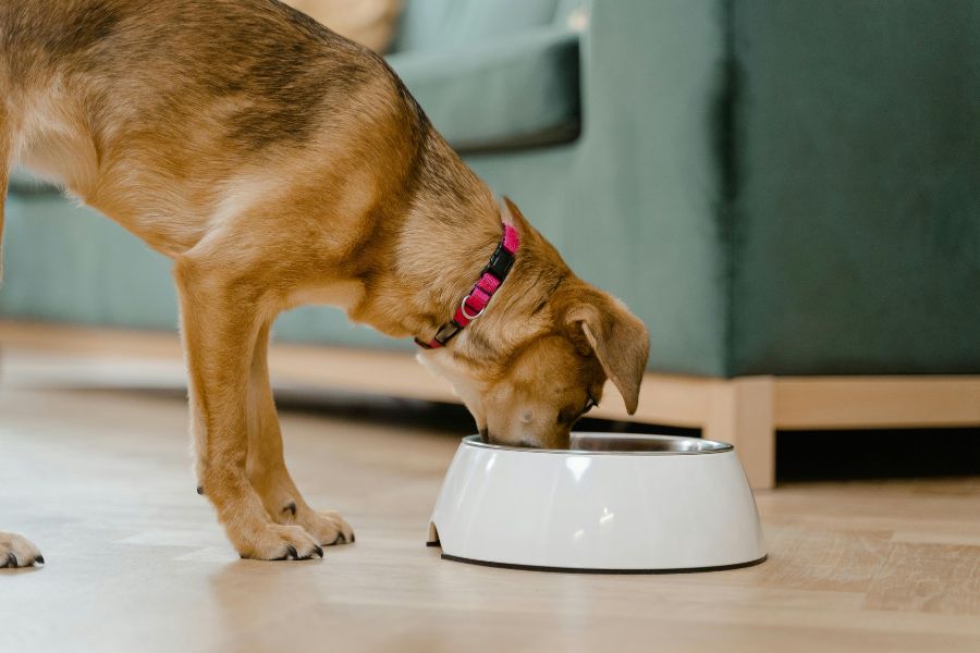 dog eating dog food out of white bowl