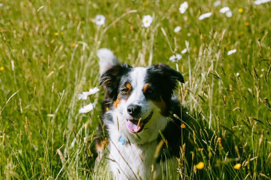 happy dog