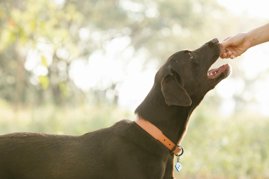 sustainable-pet-food-packaging-trends