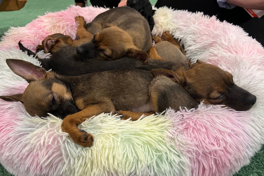 Adoptable puppies in the Bark Park